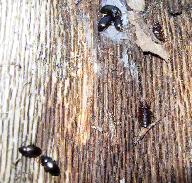 Sotto la corteccia del pino silvestre